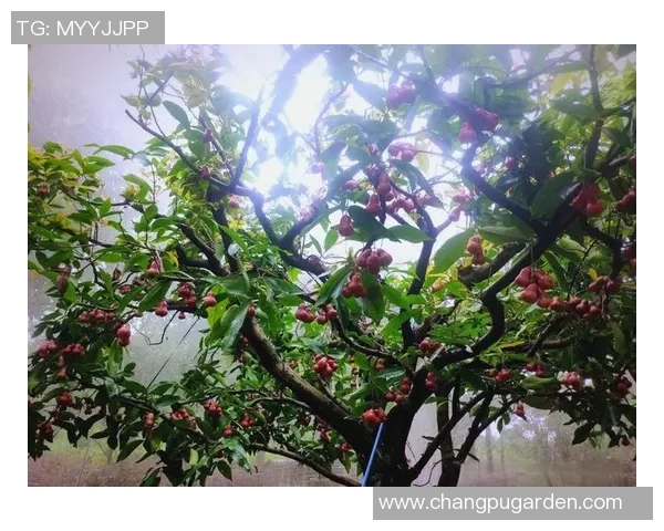 果园采摘之乐：体验自然美景与丰收的完美融合